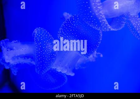 Beleuchtete blaue transparente Quallen in der Tiefsee auf blauem Hintergrund. Horizontales Bild der Medusa mit blauem Hintergrund. Stockfoto