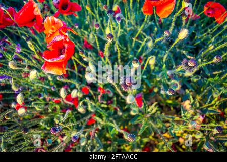 Rote Mohnblumen und Köpfe, grünes Gras und andere violette Vetch-Blumen im Sommerfeld Nahaufnahme Bild. Gereifte Mohnkapseln in den Strahlen des Sonnenuntergangs Stockfoto