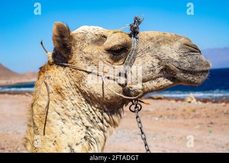 Kamelschnauze. Porträt eines Kamels aus nächster Nähe. Ägypten, sonniger Sommertag. Wüstenschiff. Das Kamel auf dem Hintergrund der Wüste und blauen Himmel und Meer. Stockfoto