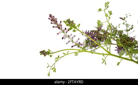 Fumaria officinalis, Fumitory auf weißem Hintergrund Stockfoto