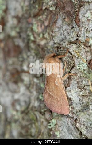 Orangener Mauersegler, auf Holz ruhende Triodia sylvina Stockfoto