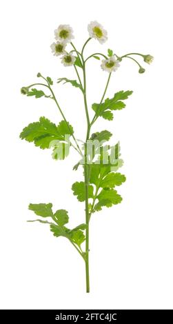 Nahaufnahme von blühender Feverfew, Tanacetum parthenium isoliert auf weißem Hintergrund Stockfoto