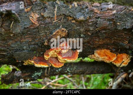 Polypore, Pycnoporellus fulgens, die auf Holz wachsen Stockfoto