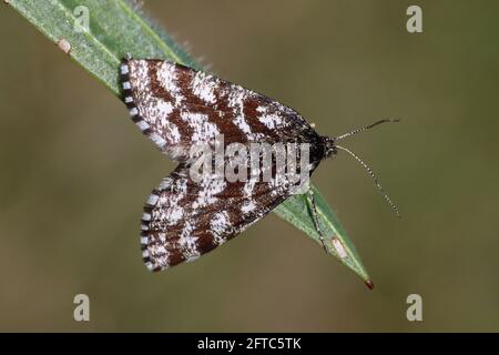 Gewöhnliche Heide (Ematurga atomaria) - weiblich Stockfoto