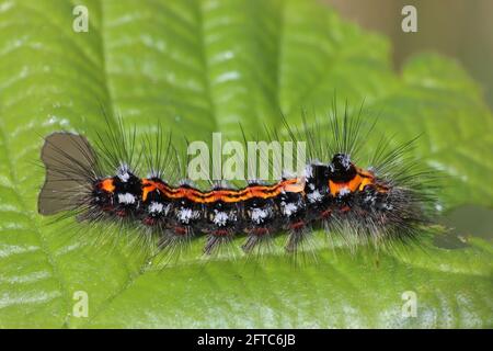 Gelb - Schwanz Euproctis imilis Caterpillar Stockfoto