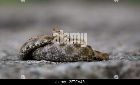 Vipera ammodytes (auch bekannt als Hornviper) auf einem Felsen Stockfoto