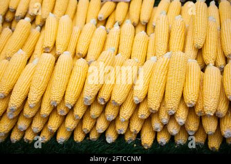 Viele organische frische Geschälte Körner als Essen Hintergrund Stockfoto