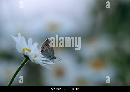 Geranium argus, Eumedonia eumedon, die auf einer Gänseblümchen-Gänseblümchen ruht Stockfoto