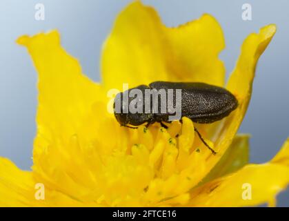 Metallischer Holzkäfer, Anthaxia quadripunctata auf Blume Stockfoto