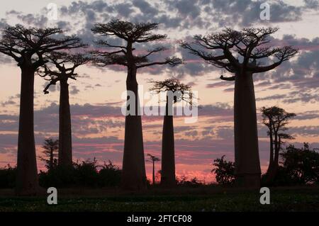 (210521) -- NAIROBI, 21. Mai 2021 (Xinhua) -- das am 2. Mai 2013 aufgenommene Aktenfoto zeigt Baobab-Bäume auf Madagaskar. Der Internationale Tag der biologischen Vielfalt fällt am 22. Mai. (Xinhua/He Xianfeng) Stockfoto