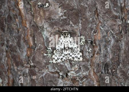 Nonnenmotte, Lymantria monacha Diese Motte, die auf Kiefernrinde ruht, kann eine Plage in Wäldern sein Stockfoto