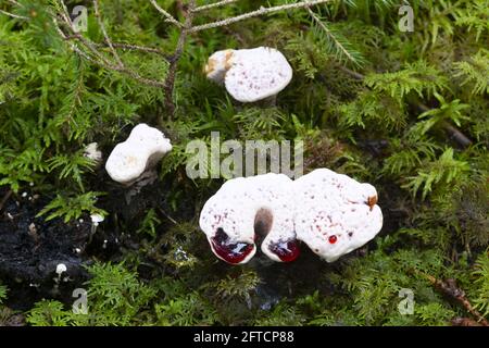 Blutender Zahnpilz, Hydnellum peckii wächst unter Moos Stockfoto