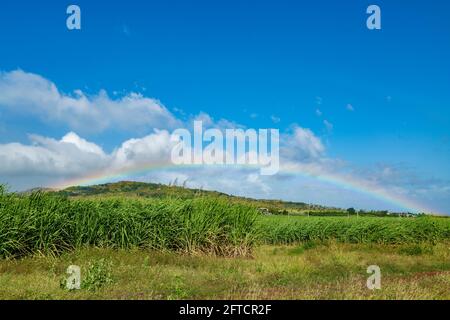 Zuckerrohrfeld mit blauem Himmel und Regenbogen. Stockfoto