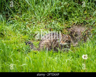 Weibliche Schottische Wildkatze Stockfoto