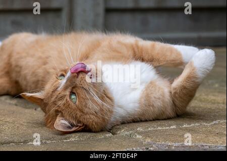 Einheimische Ingwer-Orange-Katze ruht auf gepflastertem Gartenbereich Stockfoto