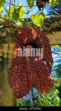 Brasilianische Holländerpfeife oder riesige Pelikanblume (Aristolochia gigantea) Stockfoto