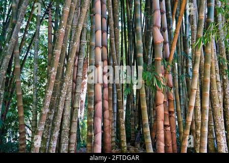 Riesiger Bambus oder Drachenbambus (Dendrocalamus giganteus), Rio de Janeiro, Brasilien Stockfoto