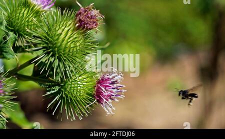 Größere Klettenblüten oder essbare Klettenblüten (Arctium lappa) Stockfoto