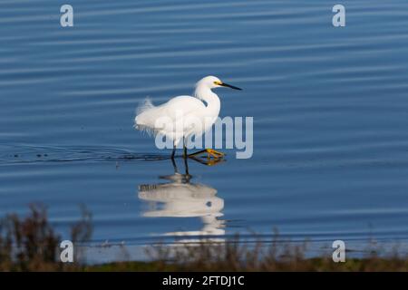 Der verschneite Egret, Egretta thula, zeigt seine gelben Hausschuhe, während er durch flaches Wasser im kalifornischen San Joaquin Valley watet. Stockfoto
