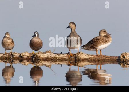 Entenpaare auf einem loafenden Baumstamm, Blue-winged Teal, Anas Discors und Gadwall, Anas strepera, im Merced National Wildlife Refuge, Merced County, CA. Stockfoto