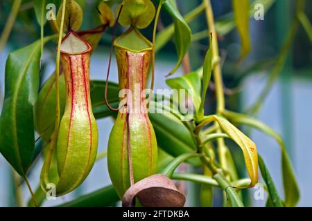 Nepenthes, fleischfressende Pflanze, Insektenfressende Pflanze, Brasilien Stockfoto