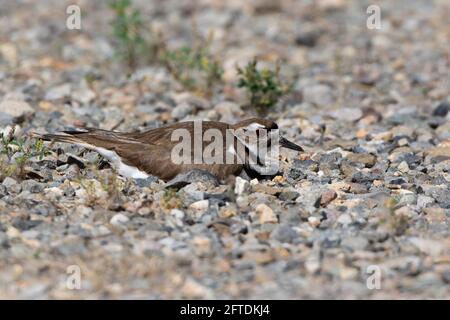 Killdeer, Charadrius vociferus, brütet Eier auf einem Schotterpfad im Grünland Ecological Area im kalifornischen San Joaquin Valley. Stockfoto