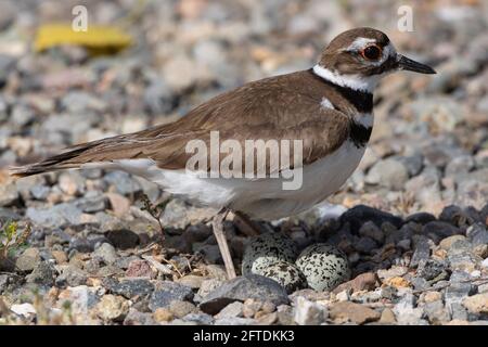 Killdeer, Charadrius vociferus, schattet Eier im Nest Schaben auf dem Schotterweg auf dem San Luis NWR im San Joaquin Valley in Kalifornien. Stockfoto