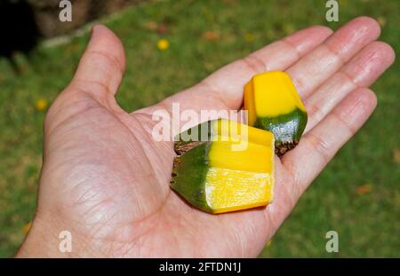 Häufig vorkommende Schraubpfenfrüchte (Pandanus utilis) Stockfoto