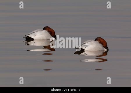 Ruhende Canvasback Drakes, Aythya valisineria und ihre Reflexionen auf einem tiefen San Joaquin Valley Reservoir im Merced County, Kalifornien. Stockfoto