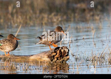 Eine Nördliche Shoveler-Henne, Anas clypeata, hat zur Identifizierung ein Beinband aus Aluminium. Selten fotografiert. Merced NWR, Kalifornien Stockfoto