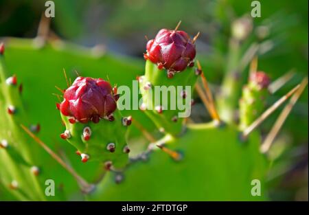 Küstennahe Stachelleistenknospen (Opuntia littoralis), Rio de Janeiro, Brasilien Stockfoto