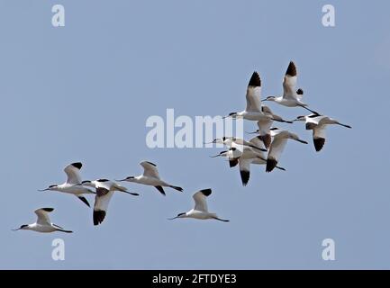 Pied Avocet - Recurvirostra avosetta Flock Flying Stockfoto