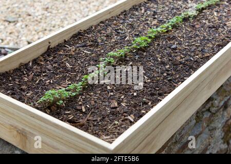 Rakete Sämlinge in einer alten Schublade. Stockfoto