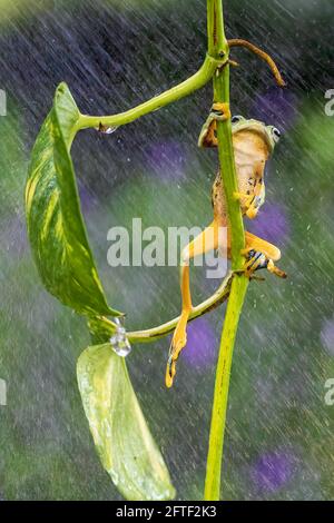 Als der Wind und der Regen anfingen einzuschwallen, versuchte der Frosch sein Bestes, sich daran zu Klammern. BEKSAI, INDONESIEN: EIN ENTZÜCKENDES Bild hat einen winzigen zwei-Zoll-Frosch als aufgenommen Stockfoto