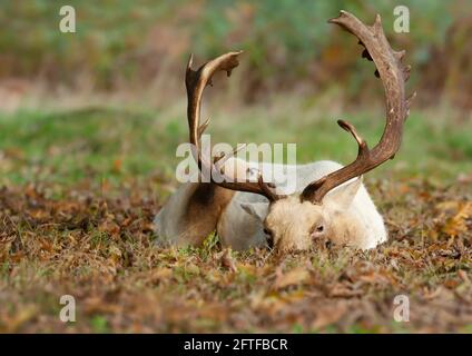 Nahaufnahme eines Damhirsches, der im Herbst in Großbritannien auf dem Boden liegt. Stockfoto