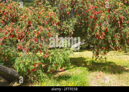 Callistemon citrinus - Ostaustralien Stockfoto