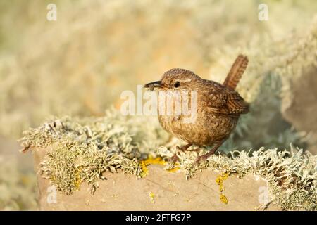 Nahaufnahme eines Shetland-Wrens, der auf einem moosigen Stein mit einem Insekt im Schnabel thront. Stockfoto