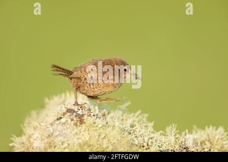 Nahaufnahme eines Shetland-Wrens, der auf einem moosigen Stein mit einem Insekt im Schnabel läuft. Stockfoto