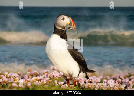 Nahaufnahme von Atlantischen Papageitaucher mit Sandaalen in rosa Seethriftblüten in einem Küstengebiet von Schottland, Großbritannien. Stockfoto