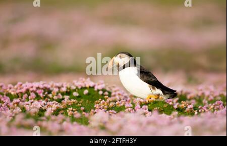 Nahaufnahme von Atlantischen Papageitaucher mit Sandaalen in rosa Seethriftblüten in einem Küstengebiet von Schottland, Großbritannien. Stockfoto