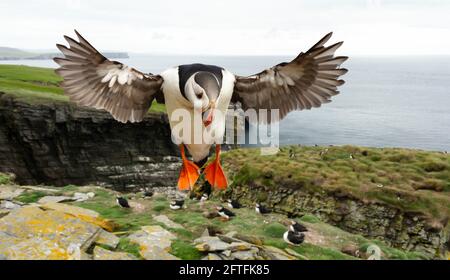 Nahaufnahme des Atlantischen Paffins im Flug über der Papageientaucher-Kolonie, Großbritannien. Stockfoto