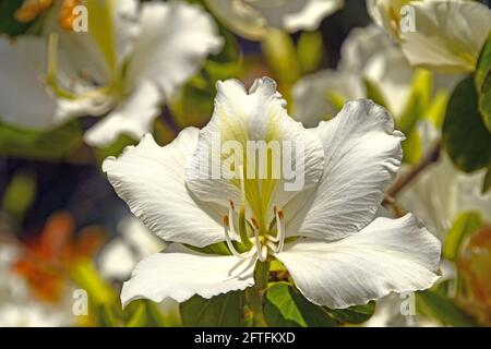 Bauhinia alba - Weißer Orchideenbaum Stockfoto