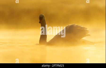 Nahaufnahme eines Mute Swans (Cygnus olor) im See bei Sonnenaufgang, Großbritannien. Stockfoto