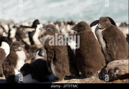 Nahaufnahme von Rockhopper Pinguinküken, die auf Felsen in einer Kolonie an den Küsten der Falkland-Inseln stehen. Stockfoto