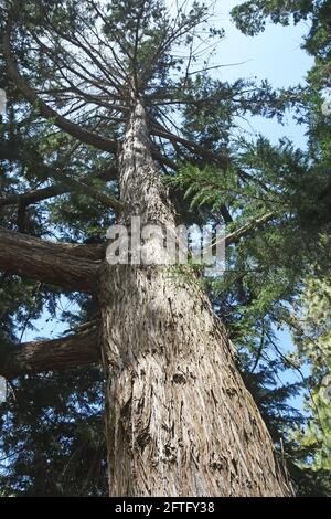 Cupressus torulosa - himalaya Stockfoto