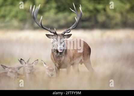 Nahaufnahme eines Rothirschs mit einer Gruppe von Hindernissen während der Brunftzeit im Herbst in Großbritannien. Stockfoto
