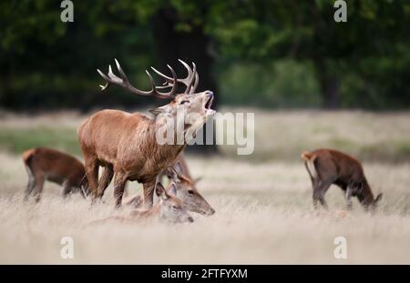 Nahaufnahme eines Rothirschs mit einer Gruppe von Hindernissen während der Brunftzeit im Herbst in Großbritannien. Stockfoto