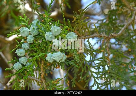 Cupressus torulosa - Früchte Stockfoto