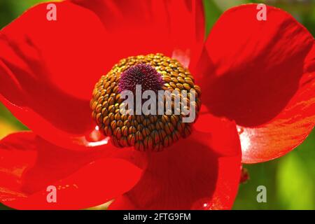 Rote Schmetterlingsblume, Nahaufnahme Stockfoto