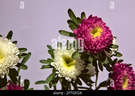 Aster blüht auf weißem Hintergrund Stockfoto